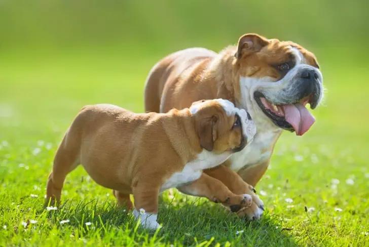 Bulldog inglés / Foto:&nbsp;rover