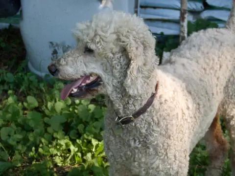 French Poodle / Foto:&nbsp;Grupo Lovet