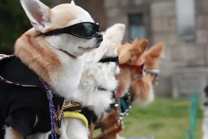 Chihuahuas con lentes / Foto.&nbsp;Tu Centro Canino