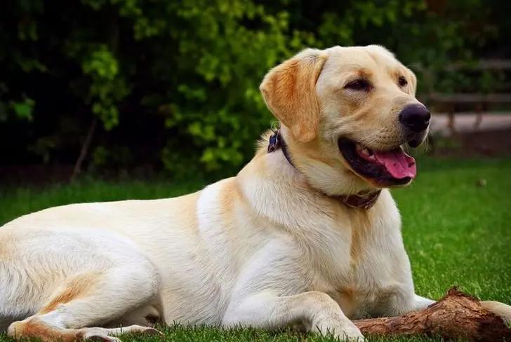 Labrador retriever / Foto:&nbsp;Mascota y Salud