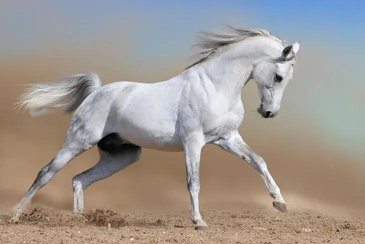 Caballos blancos