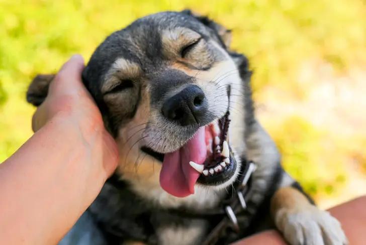 Perro sano y feliz&nbsp;