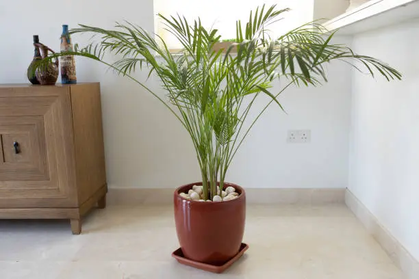 Palmera de Bambú / Foto:&nbsp;iStock