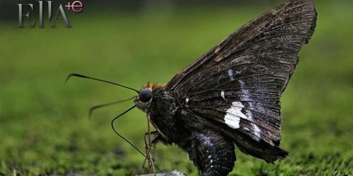 Mariposa negra / Foto:  Pinterest