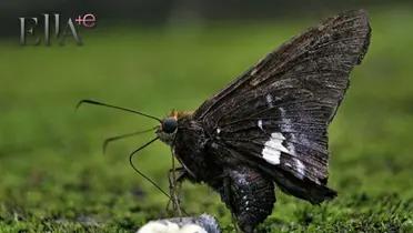 Mariposa negra / Foto:  Pinterest