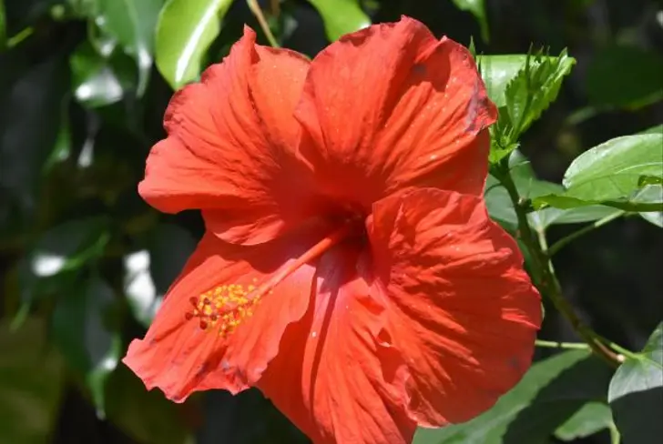 Hibisco