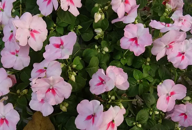 Vinca Rosa