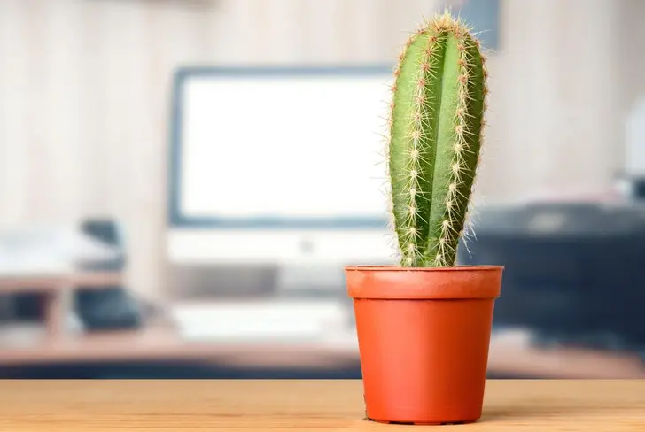 Cactus para oficinas (Foto: Univisión)