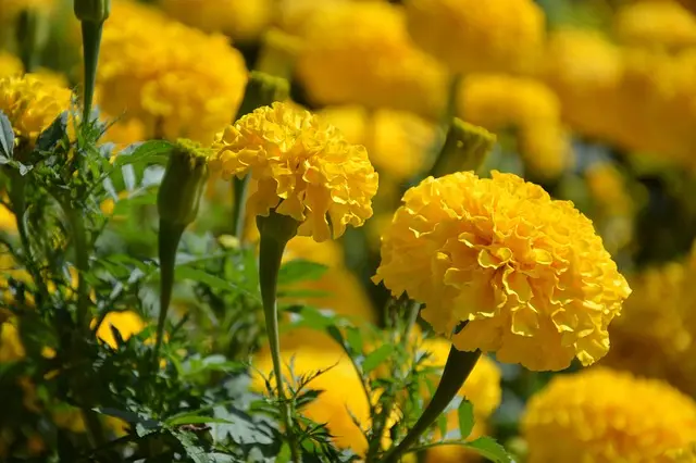 Tagetes&nbsp;