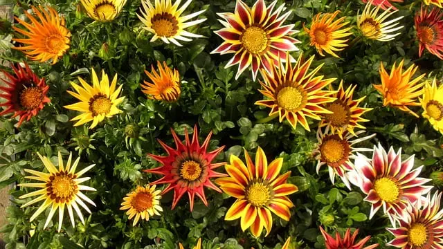 Planta Gazania&nbsp;