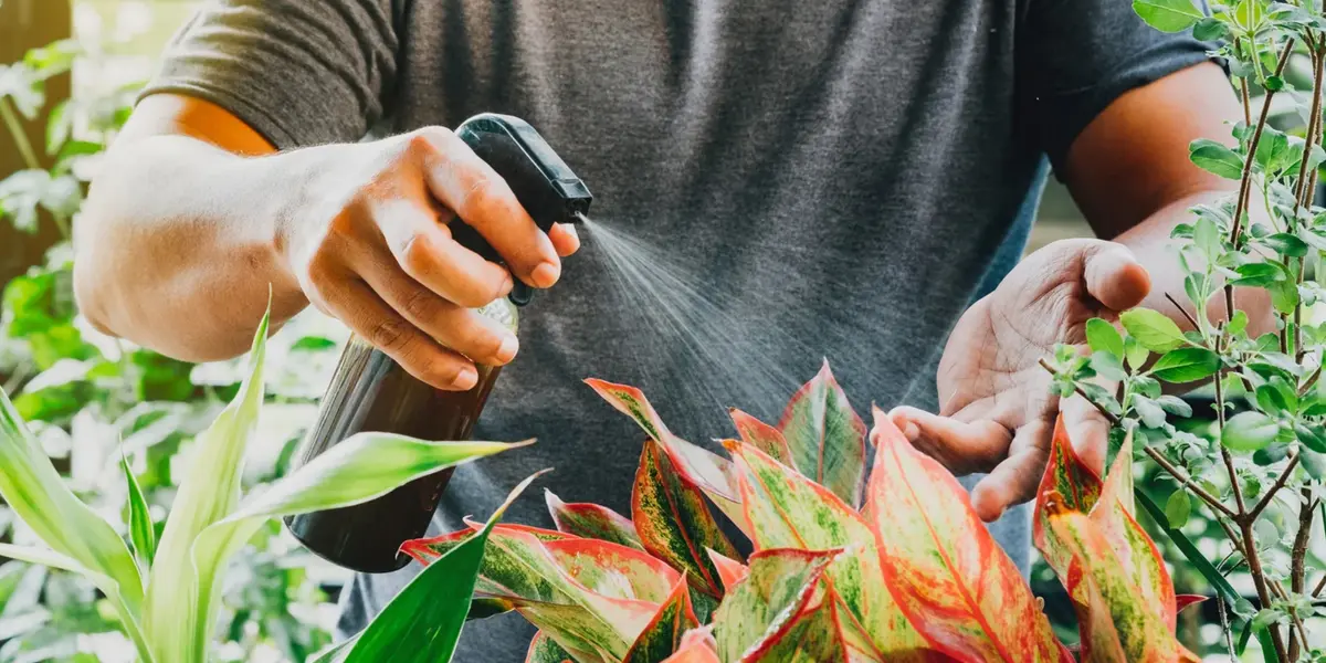 El ingrediente natural que atrae la abundancia y te ayuda a cuidar tus plantas