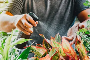 Este ingrediente le podrá salvar la vida a tus plantas, y a la par atraer la abundancia