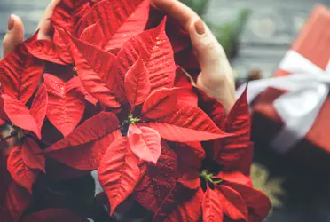 No te preocupes por deshacerte de tu flor de nochebuena al terminar la Navidad, ya que puedes sacarle mucho provecho