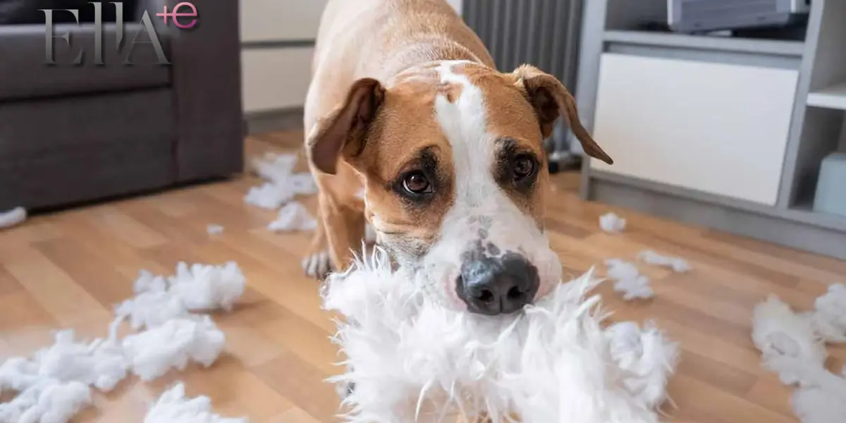 Perro haciendo desastres / Foto:  ¡HOLA!