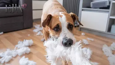 Perro haciendo desastres / Foto:  ¡HOLA!