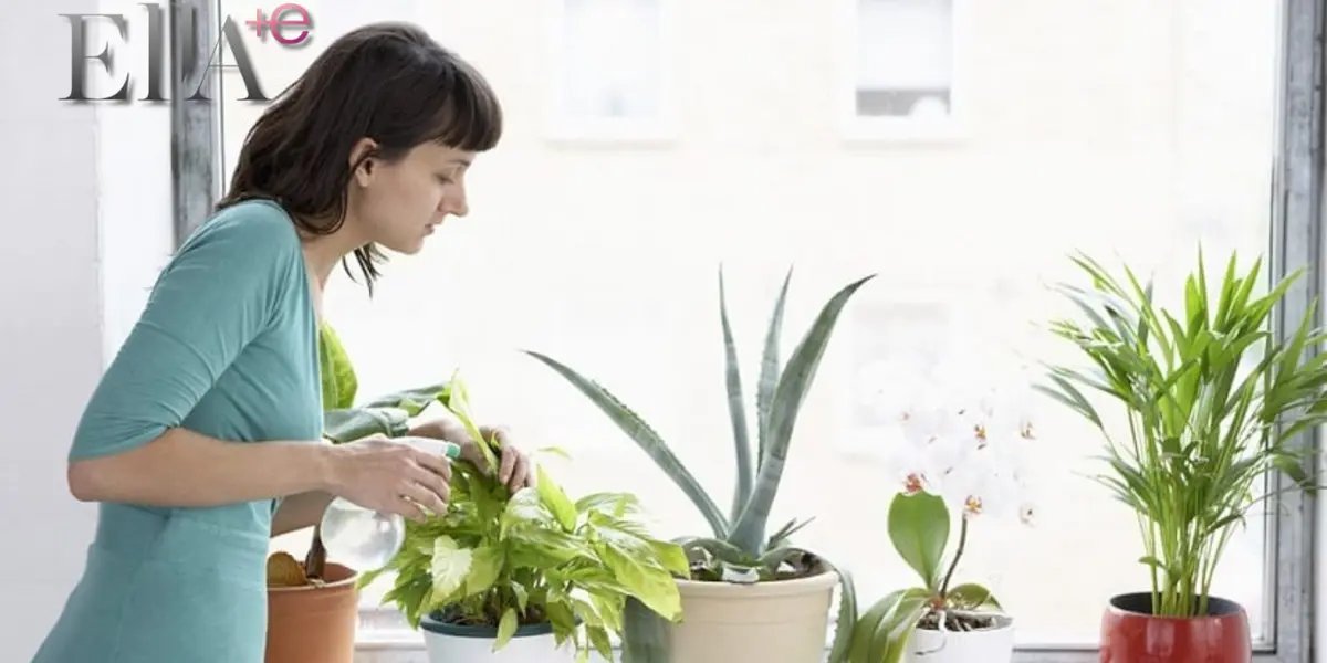 Plant parents: Qué son y por qué muchos jóvenes están prefiriendo esto 