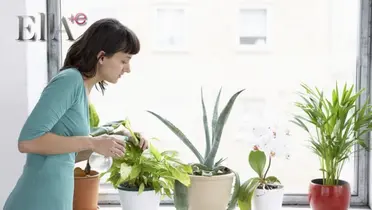 Persona con plantas / Foto:  JardineriaOn